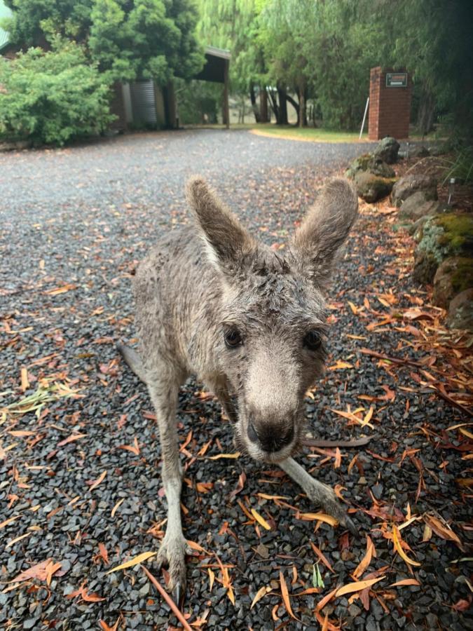The Two * Halls Gap
